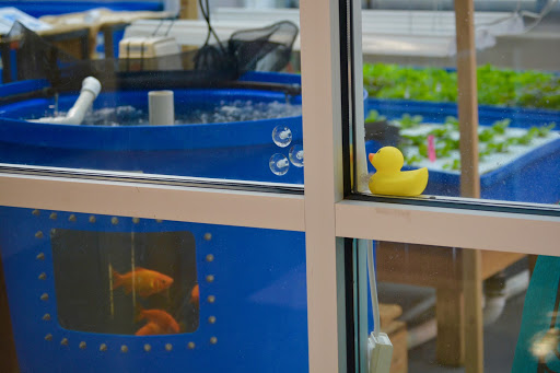 Goldfish swim around their tank in the aquaponics greenhouse. These fish were brought to State High as part of the aquaponics program.
“It’s a combination of aquaculture, which is farming fish for food, and hydroponics, which is growing plants in something other than soil,” Biology teacher Jack Lyke said.