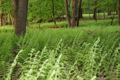 A lush field of ferns lines the Musser Gap Trail, one of State College’s most scenic hikes.