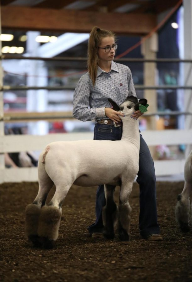 Sophomore Katie Ripka showing her lamb Cherry during showmanship.