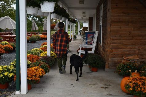 A young State College resident and his dog walk around the mums outside of Way Fruit Farm.