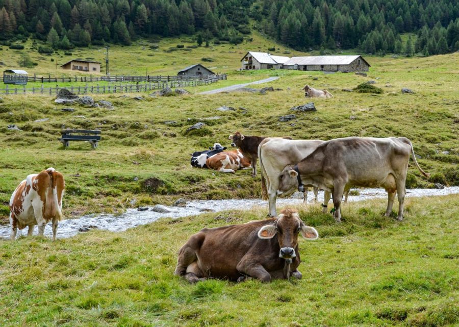 Beef cattle graze the fields of a local pasture. 