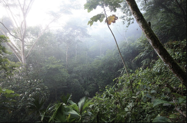 Amazon Rainforest in Tena, Ecuador. Photo courtesy of Wikimedia, https://commons.wikimedia.org/wiki/File:Amazon_Rainforest_in_Tena,_Ecuador.jpg