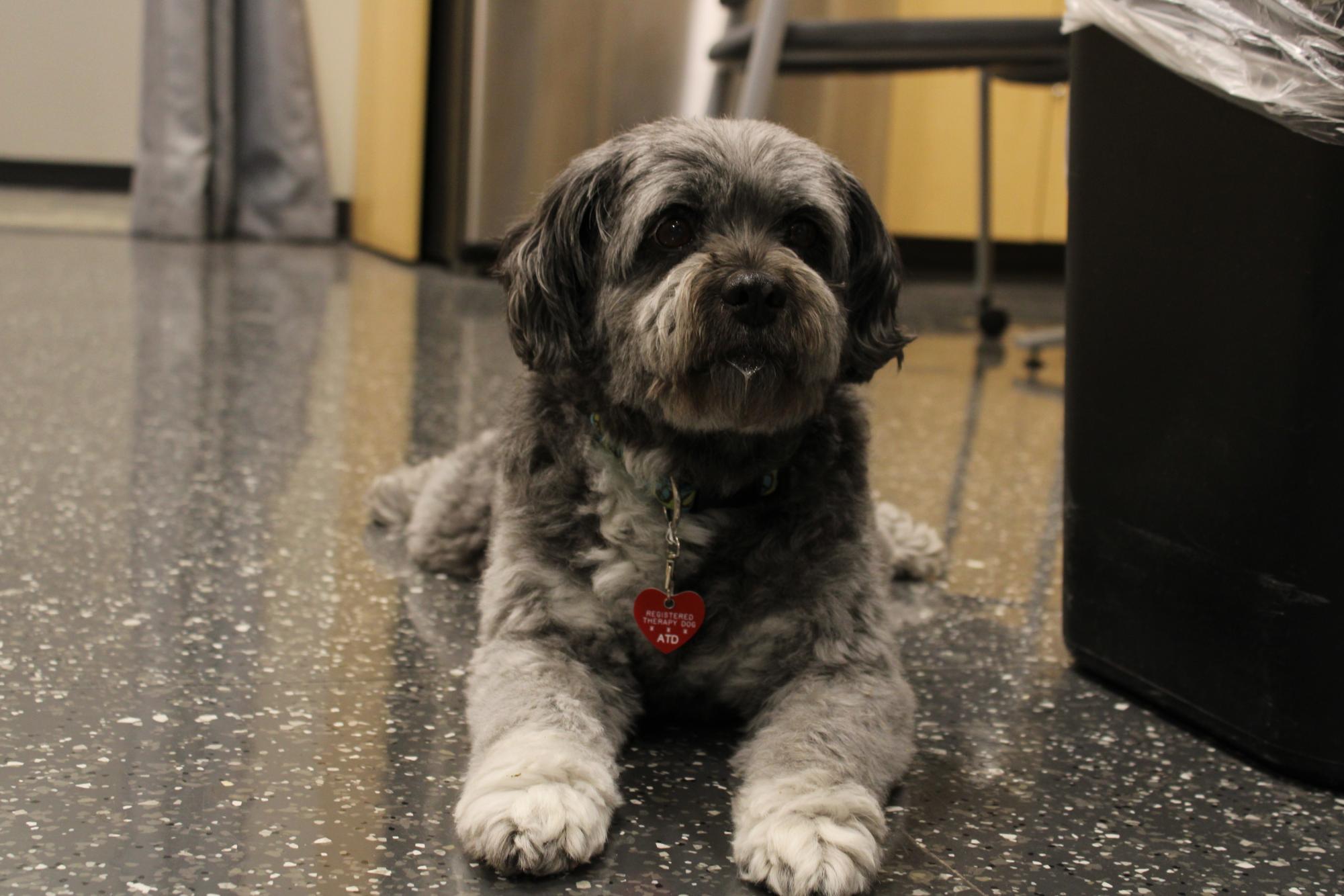 Lilly sits in the counseling office ready to support students.