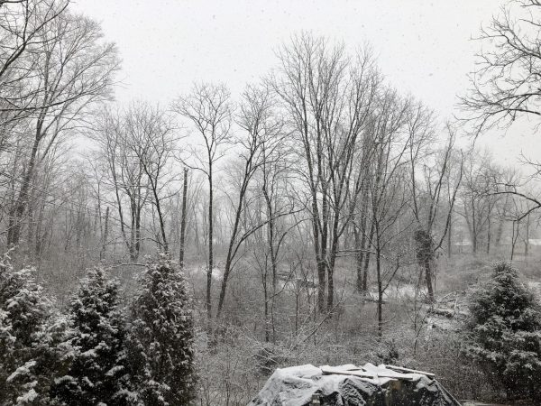 All types of trees throughout the picture covered in snow and ice on a winter day.