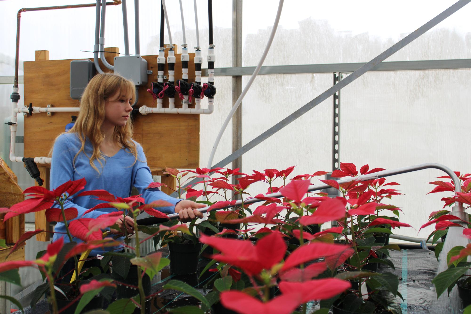 Freshman Alex Lowe waters the poinsettias in the greenhouse. 