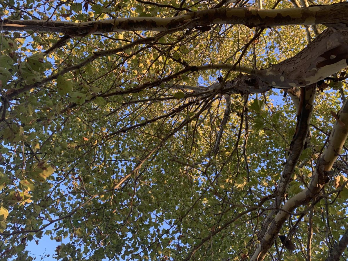A canopy of a tree during golden hour. 