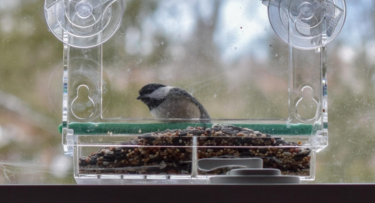A Black-Capped Chickadee perches on a bird feeder outside a window. 
Photo courtesy of Lia Schrag, What a Rush Photography