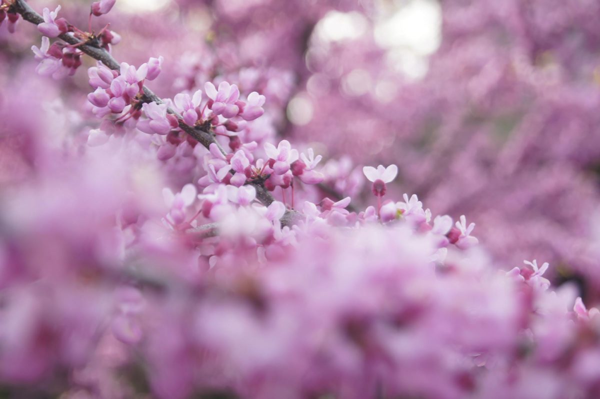 A redbud tree bursts into bloom after an April rainstorm in State College, Pennsylvania. 

