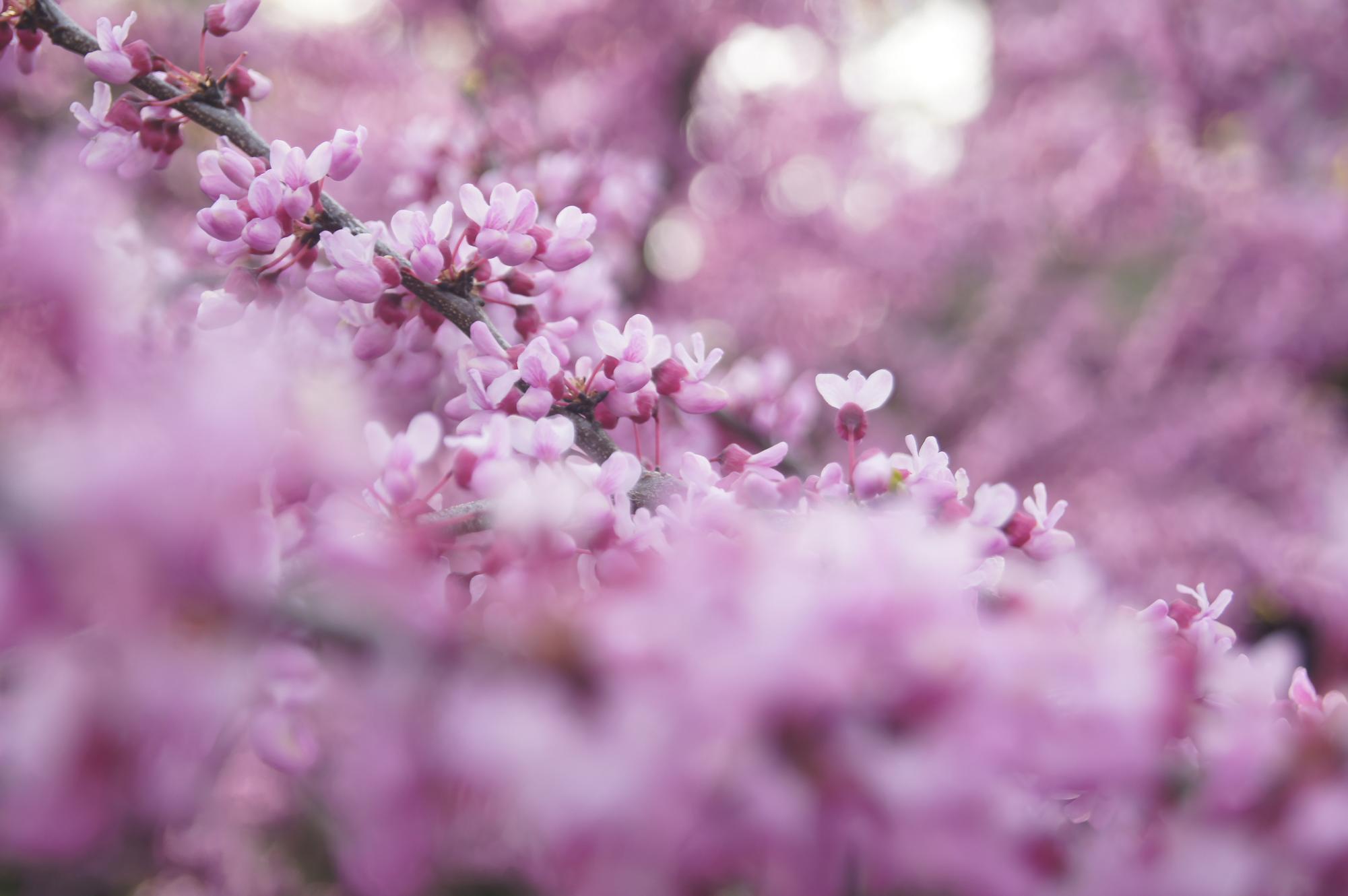 A redbud tree bursts into bloom after an April rainstorm in State College, Pennsylvania. 
