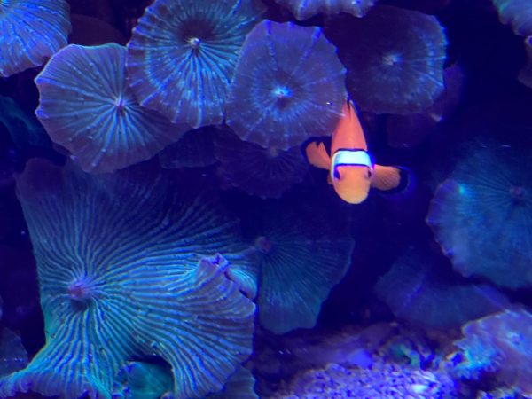 A clown fish swims through a coral reef. The machines used in ocean mining often harm coral ecosystems like these.