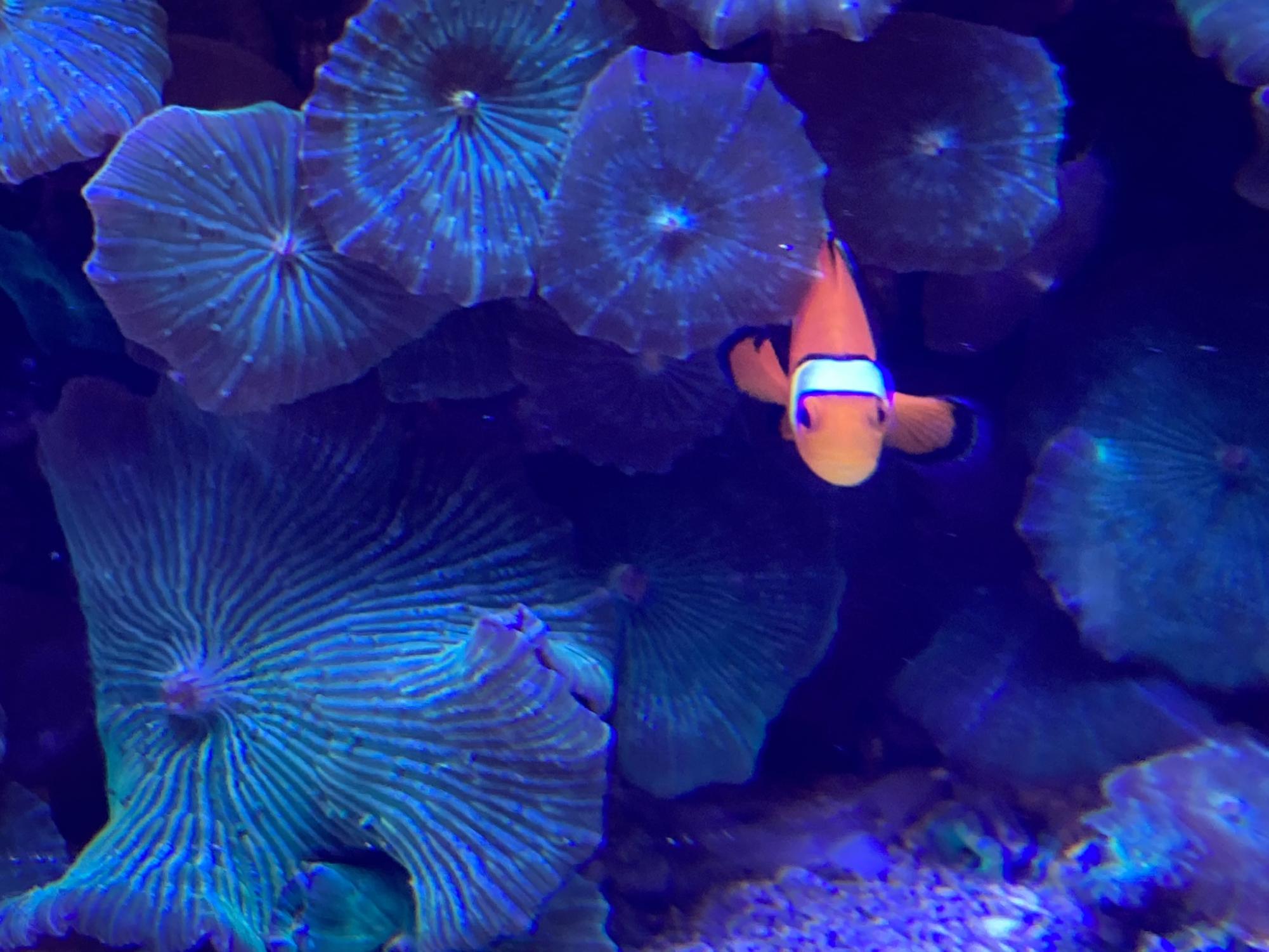 A clown fish swims through a coral reef. The machines used in ocean mining often harm coral ecosystems like these.